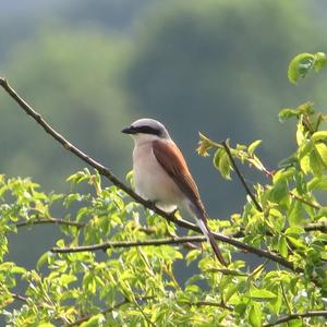 Red-backed Shrike