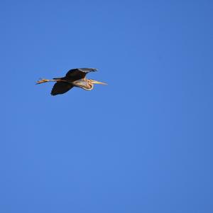 Purple Heron