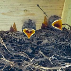 Eurasian Blackbird