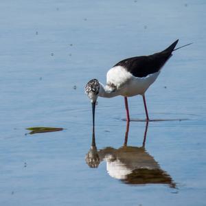 Black-winged Stilt