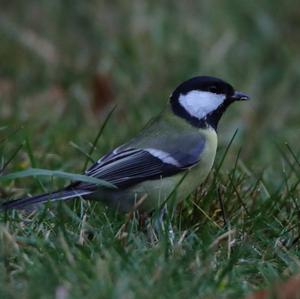 Great Tit