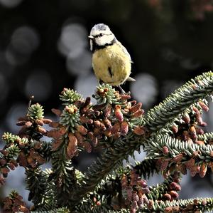 Blue Tit