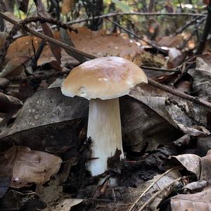 King Bolete