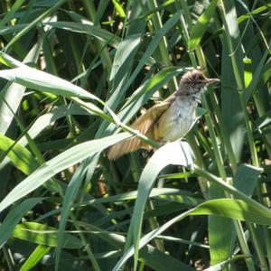 Great Reed-warbler