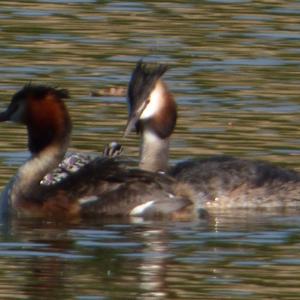 Great Crested Grebe