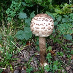 Parasol Mushroom