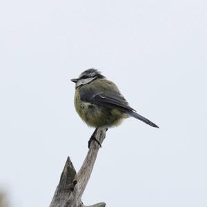 Blue Tit