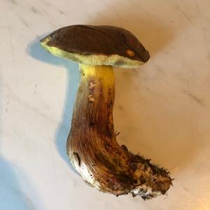 Red-cracked Bolete