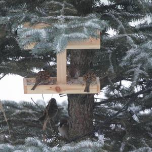 Eurasian Tree Sparrow