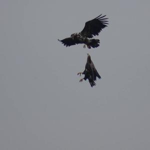 White-tailed Eagle