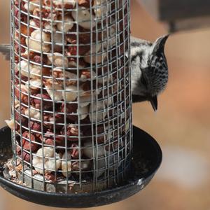 Crested Tit