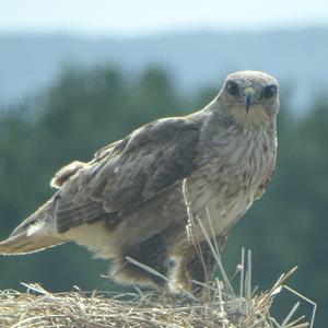 Common Buzzard