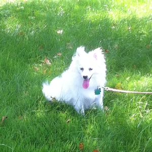 American Eskimo Dog