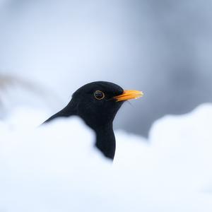 Eurasian Blackbird