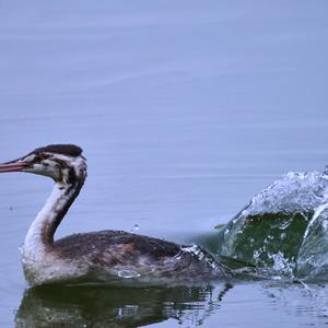 Great Crested Grebe