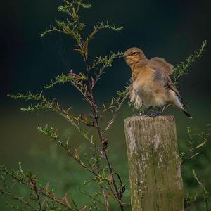 Northern Wheatear