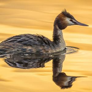 Great Crested Grebe