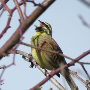 Cirl Bunting