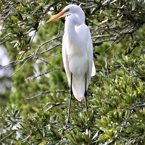 Great Egret