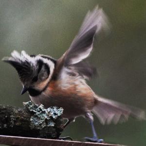 Crested Tit