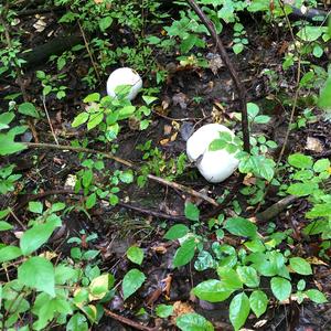 Giant Puffball