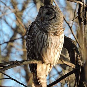 Barred Owl