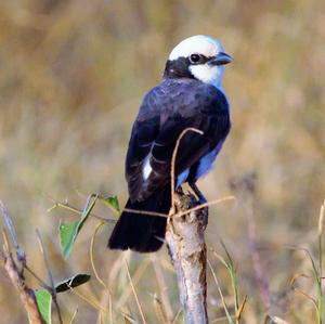 White-rumped Shrike