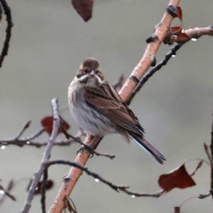 Reed Bunting