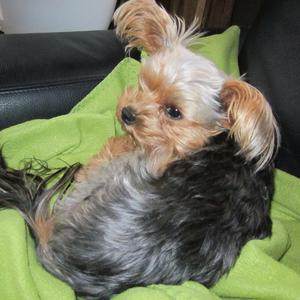 Yorkshire Terrier