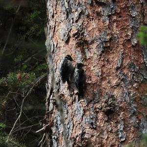 Eurasian Three-toed Woodpecker