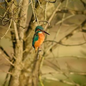 Common Kingfisher