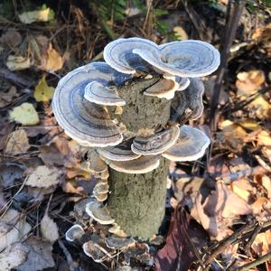 Unknown Species