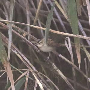 Sedge Warbler