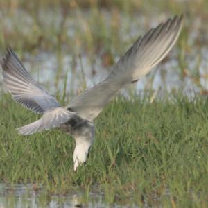 Common Tern