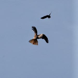 Red Kite