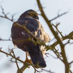 Eurasian Sparrowhawk