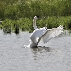 Mute Swan