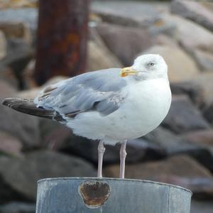 Herring Gull