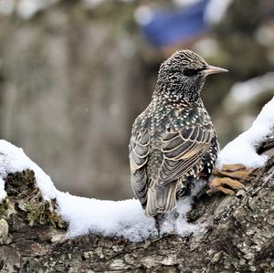 Common Starling