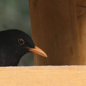 Eurasian Blackbird