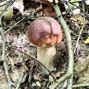 King Bolete