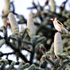 European Goldfinch