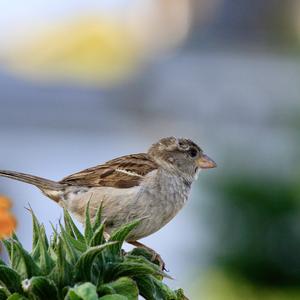 House Sparrow