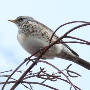 Fieldfare