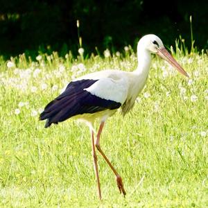 White Stork