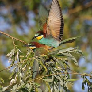 European Bee-eater