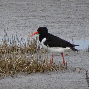 Eurasian Oystercatcher