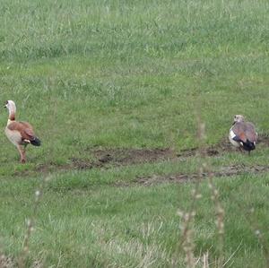 Egyptian Goose