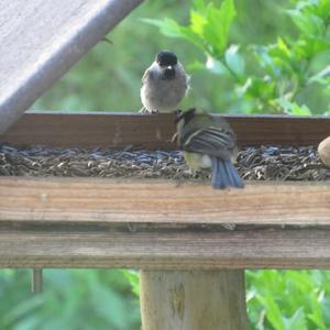 Marsh Tit