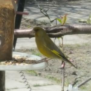 European Greenfinch